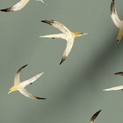 Sea gulls - storm