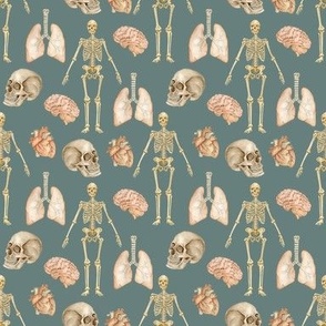 Vintage Anatomy