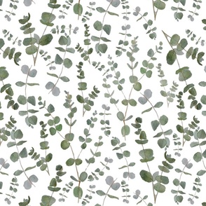 dark green eucalyptus on white / watercolor
