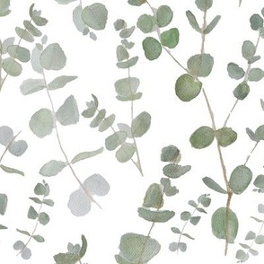 soft sage green eucalyptus / watercolor
