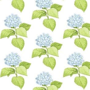 Hydrangeas on crisp white