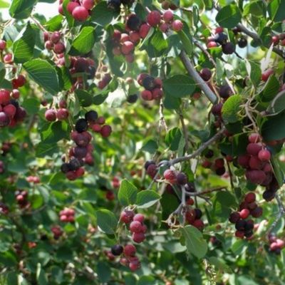  saskatoon berries saskatchewan prarie