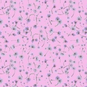 Dandelion seeds pink