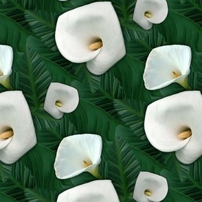 Calla lilies in foliage