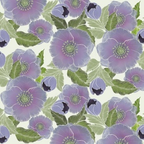 Purple hellebore