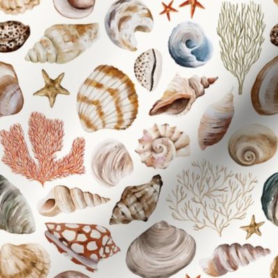 Beach Sea Shells