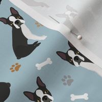Boston Terrier Paws and Bones Blue