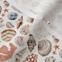 Small / Beach Sea Shells