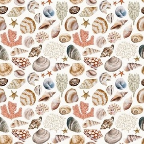 Small / Beach Sea Shells