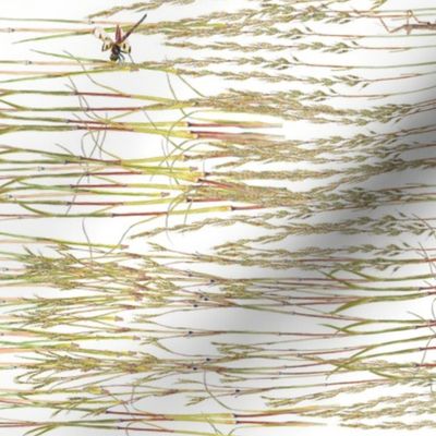 Prairie Grasses rotated