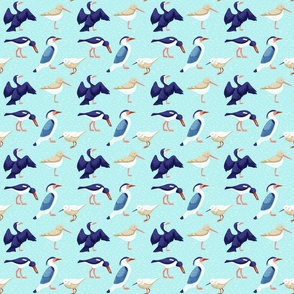 sea birds small