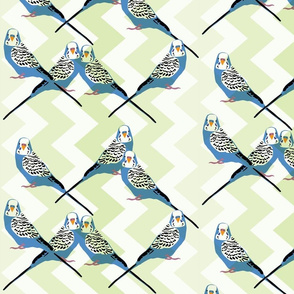 Parakeets Looking at You - Blue - Green Chevron Background