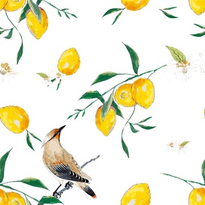 Summer,citrus ,lemon fruit,birds pattern