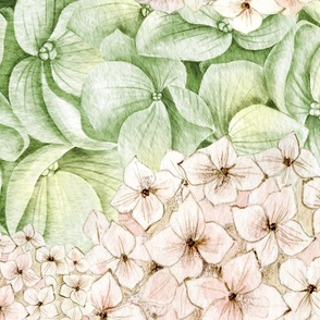 Hydrangea_en_masse