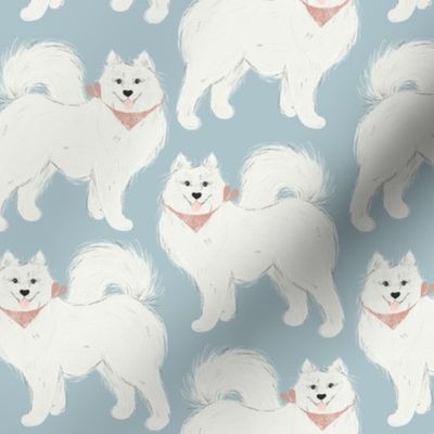 Samoyed dog. Samoyed on grey. White dogs