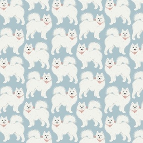 Samoyed dog. Samoyed on grey. White dogs