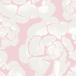 Echeveria neutral botanical cotton candy