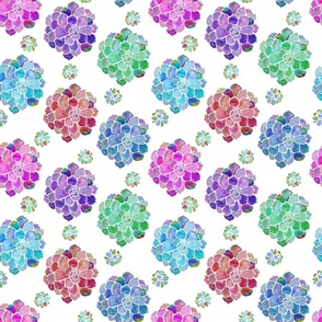 Rainbow Succulents on White Background - Medium