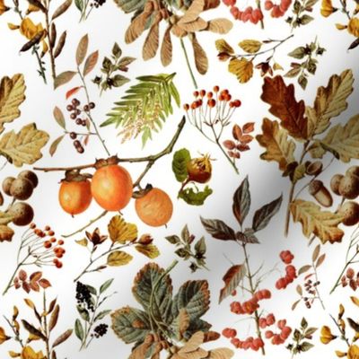 vintage botanical autumn-small