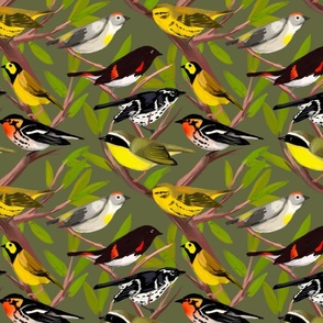 New world warblers- forest green