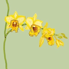 Yellow Orchids on Sage