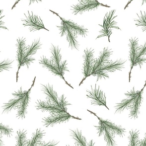 Large Evergreen on White, Winter Branches by Vera Ann 