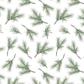 Medium Evergreen on white background, winter branches, Vera Ann 