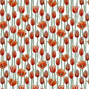 (S) Hand-drawn tulips 