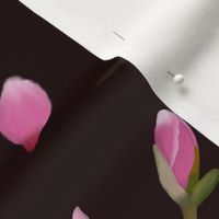 Magnolias_black_Background_