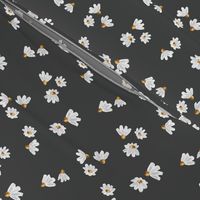 Daisy Flowers with Dark Grey Background