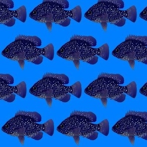 Bluespotted Sunfish on sea blue 2p5in