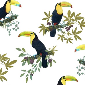 Funny party with toucans on white /big/