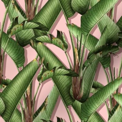 Strelitzia palm jungle/pink pop/small scale