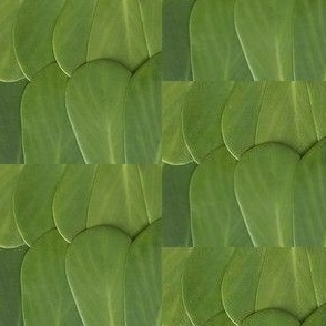 Green Leaves 1