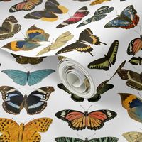 Vintage Illustrated Butterflies - Large