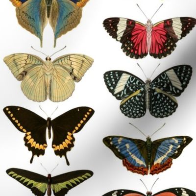 Vintage Illustrated Butterflies - Large