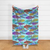 jumbo-Parrotfish School-light blue background