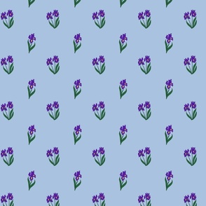 Mini irises