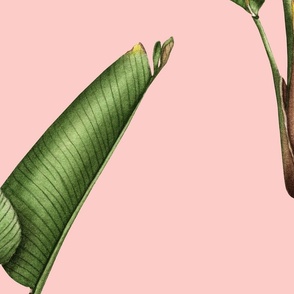Single Strelitzia palm on pink pop/large scale