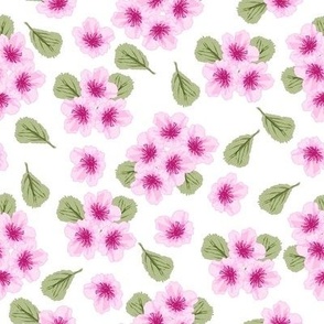 Cherry Blossoms-Clusters of blossoms in tones of pink with soft green leaves on a white background.