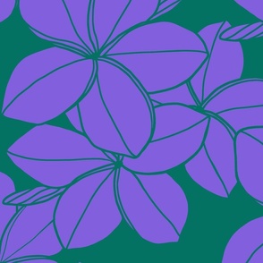 jumbo-purple and green Plumeria