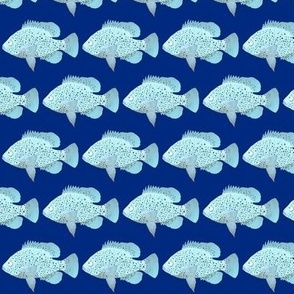 Bluespotted Sunfish Inverted blues on dark blue