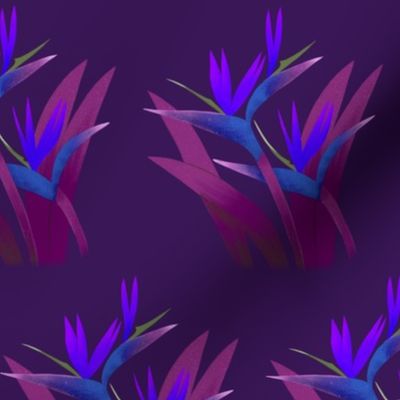 Bird of paradise - purple