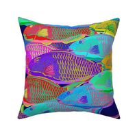 medium- Rainbow Parrot Fish School