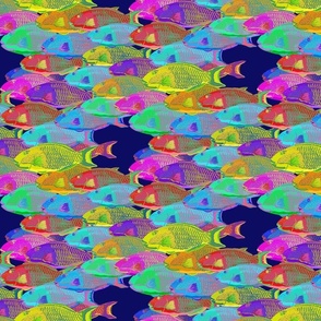 small-Rainbow Parrot Fish School