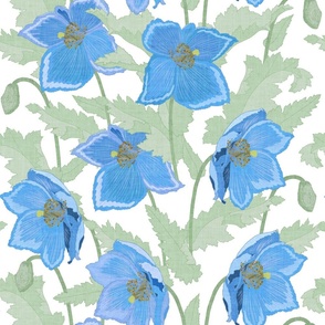 Himalayan Blue Poppies White Large