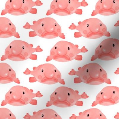 Small Pink Blobfish on White