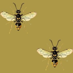 large black body bees on olive