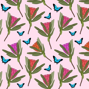 Protea Dance (Ulysses Butterflies) - blush pink, medium 