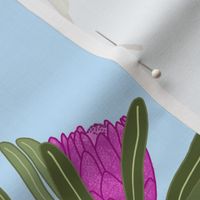 Protea Pirouette - pastel blue, medium to large 